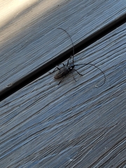 Monochamus maculosus