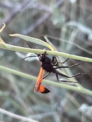 Ammophila placida