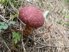 Suillus spraguei