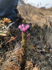 Orthocarpus bracteosus