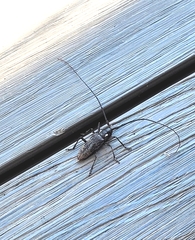 Monochamus maculosus