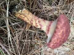 Suillus spraguei