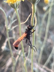 Ammophila placida
