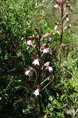 Himantoglossum comperianum