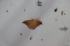 Drepana arcuata