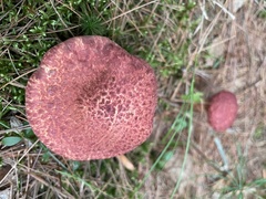 Suillus spraguei