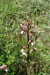 Himantoglossum comperianum