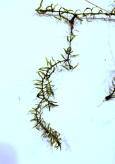 Elodea nuttallii