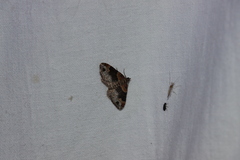 Xanthorhoe ferrugata