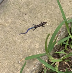 Plestiodon fasciatus