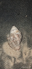 Muricidae