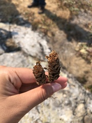 Orthocarpus bracteosus