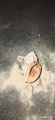 Muricidae