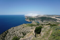 Astragalus arnacantha