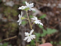 Lithophragma parviflorum