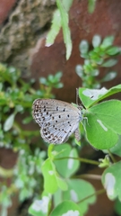 Pseudozizeeria maha okinawana