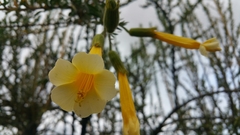 Cantua buxifolia