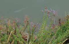 Limonium narbonense