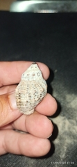 Muricidae