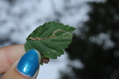 Stigmella villosella