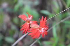 Silene laciniata