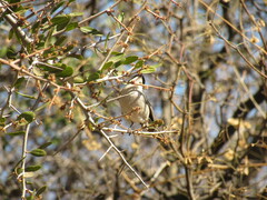 Microspingus melanoleucus
