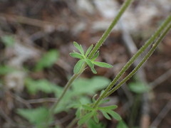 Lithophragma parviflorum