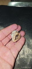Muricidae