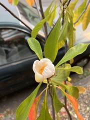 Franklinia