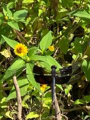 Erythrodiplax funerea