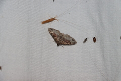 Xanthorhoe ferrugata