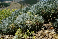 Astragalus arnacantha