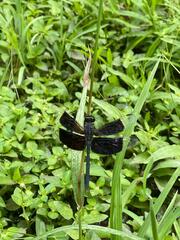 Erythrodiplax funerea