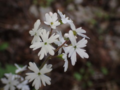 Lithophragma parviflorum
