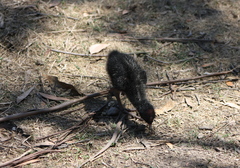 Fulica atra australis