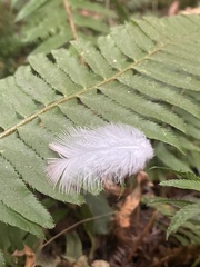 Patagioenas fasciata