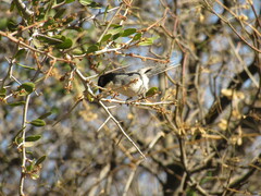 Microspingus melanoleucus
