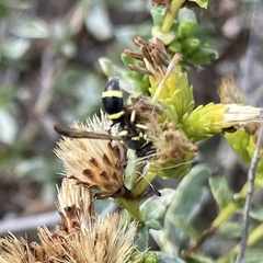 Parancistrocerus declivatus