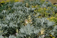 Astragalus arnacantha