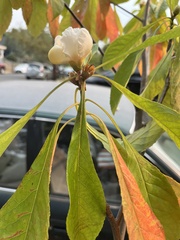 Franklinia