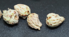 Andricus quercusfoliatus