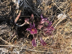 Aphyllon californicum