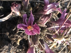 Aphyllon californicum