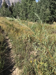 Salix exigua