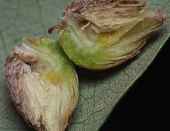 Andricus quercusfoliatus