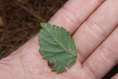 Stigmella villosella