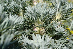 Astragalus arnacantha