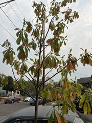 Franklinia