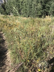 Salix exigua
