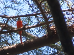 Pericrocotus solaris